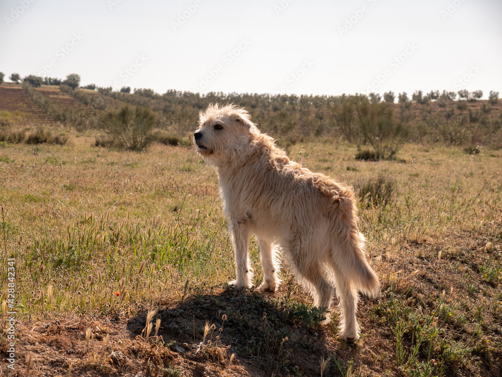 PRECIOUS SHEPHERD TYPE DOG WITH LONG HAIR AND BROWN COLOR, POSING IN THE FIELD WITH MAGNIFICENT COLORS ON A SPRING DAY