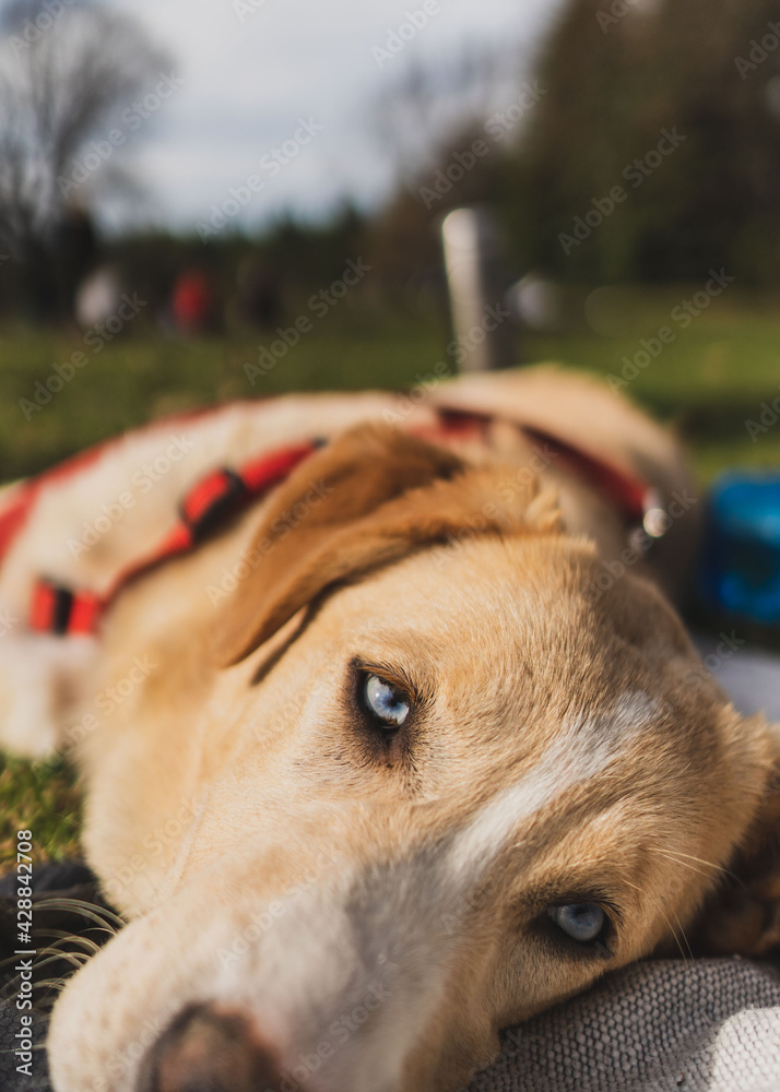 portrait of a dog