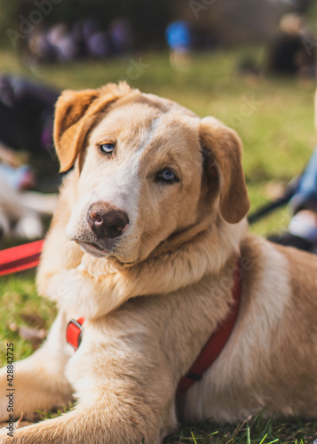 Golden dog with blue eyes