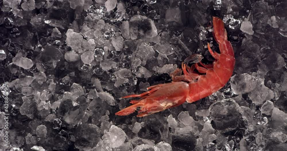 OVERHEAD VIEW SUPER SLOW MOTION One large scampi shrimp falling on an ice pile. Shot with high speed camera, 420 FPS OVERHEAD VIEW SUPER SLOW MOTION One large scampi shrimp falling on an ice pile. Shot with high speed camera, 420 FPS