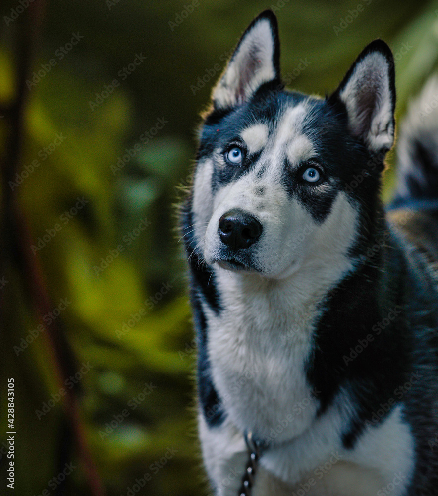 siberian husky dog portrait beautiful 