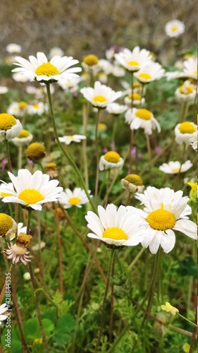 daisies in the garden © Coku