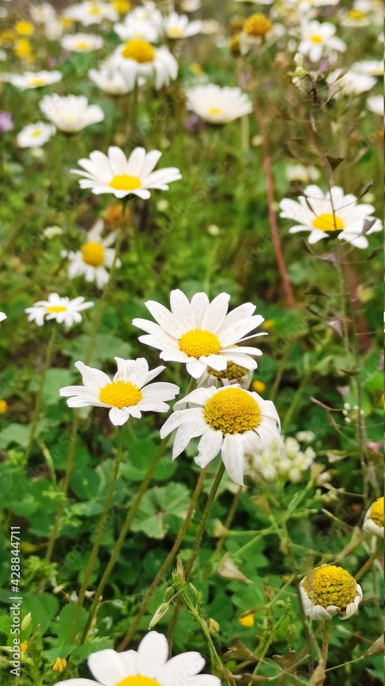 daisies in a garden daisies in a garden