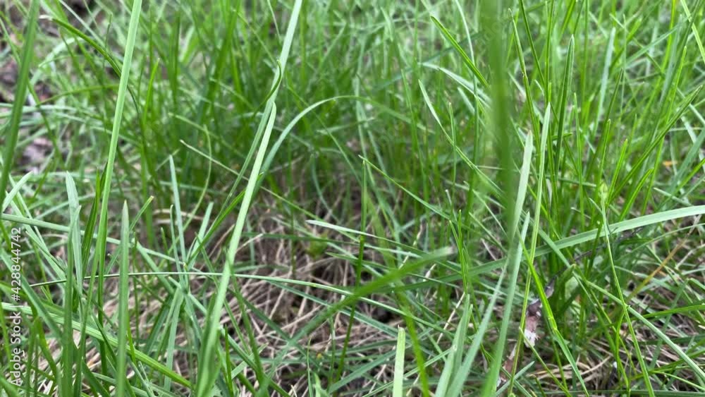 The camera moves through the fresh green grass in the meadow.