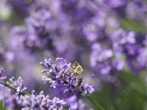 Biene in Lavendelblüten