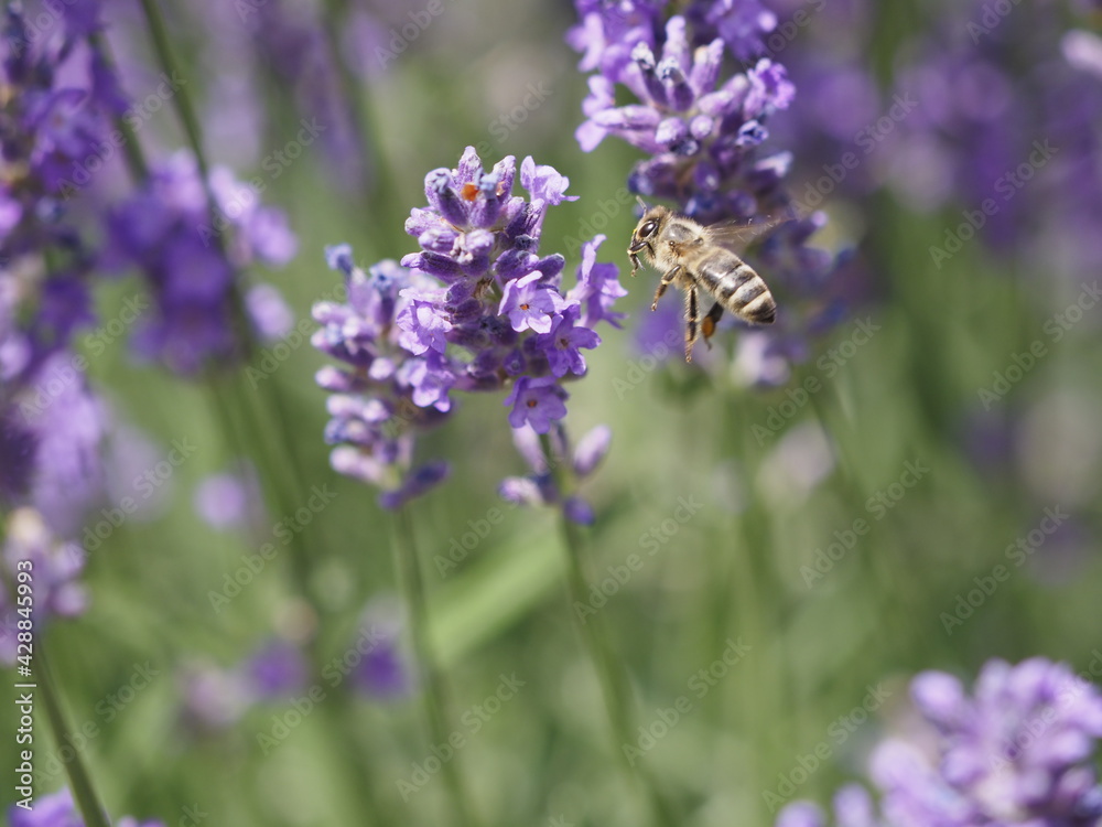 Fototapeta premium Biene in Lavendelblüten