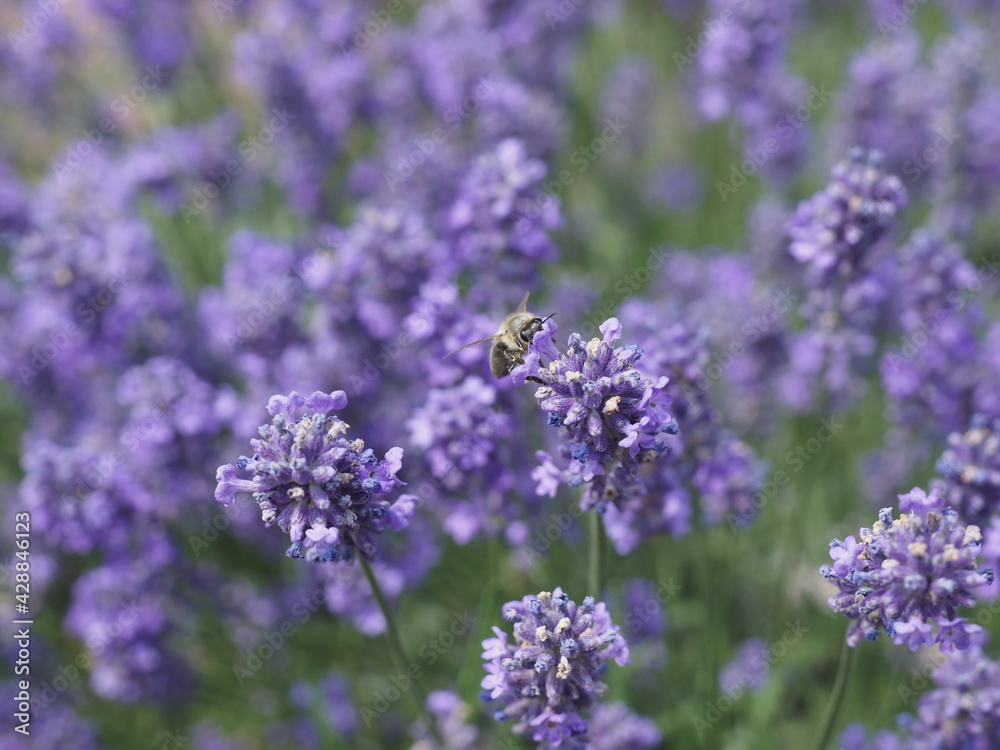 Fototapeta premium Biene in Lavendelblüten