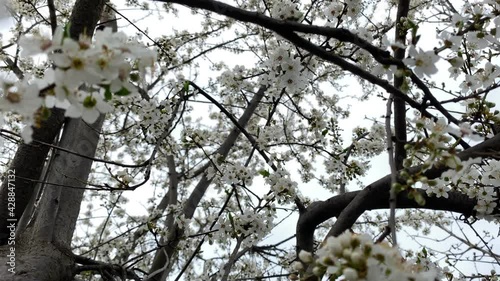 The camera moves through the crown of a blossoming tree photo