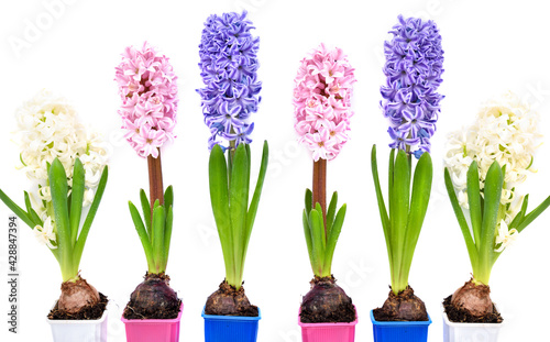 Vibrant multicolored hyacinth spring flowers on white background with space for text. Top view