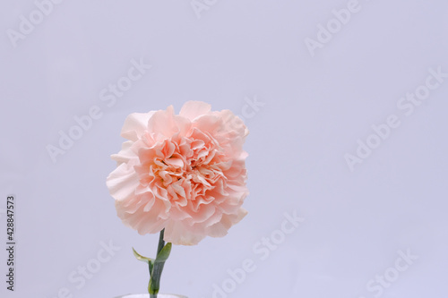 Cream carnation flower in a vase with green leaves on a gray background.