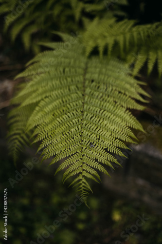 Detail photograph of a zenith fern