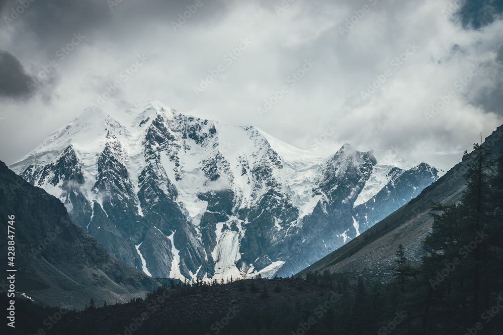 Atmospheric alpine landscape with forest silhouette against big glaciers on high mountains in low clouds. Awesome dramatic view through trees silhouettes to great snowy mountains in gray cloudy sky.