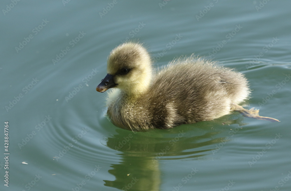 A cute Greylag Goose gosling, Anser anser, swimming on a lake in spring.