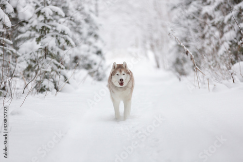 Portrait of happy siberian husky dog running in the snowy winter forest.