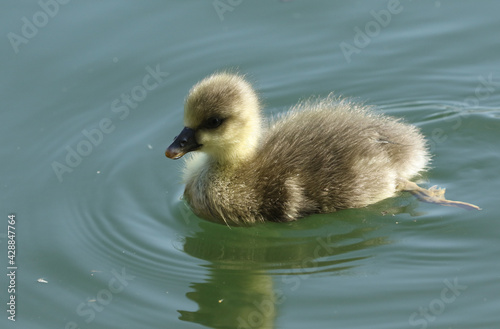 A cute Greylag Goose gosling, Anser anser, swimming on a lake in spring. © Sandra Standbridge
