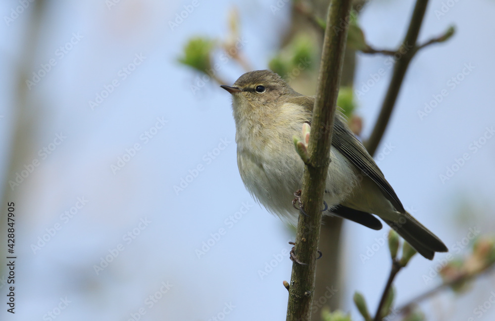 Obraz premium A pretty Chiffchaff, Phylloscopus collybita, perching on a branch of a tree in spring. 