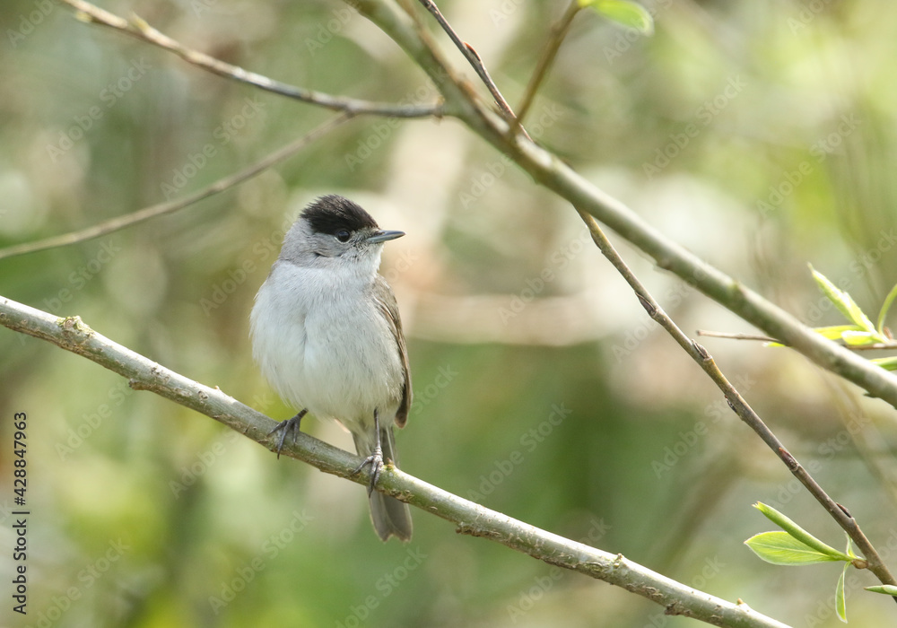 A stunning male Blackcap, Sylvia atricapilla, perching on a branch of a tree in spring. A stunning male Blackcap, Sylvia atricapilla, perching on a branch of a tree in spring.