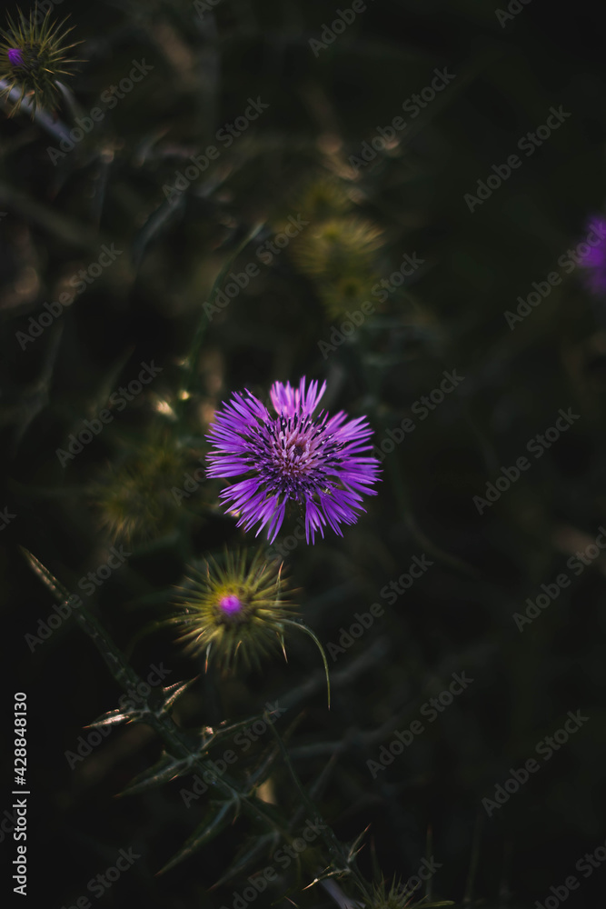 purple spring flower photography purple spring flower photography