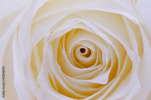 Cream rose close-up. Macrophotography.