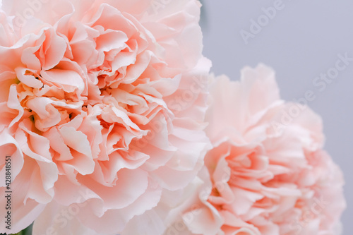 Cream carnation flower in a vase with green leaves on a gray background.