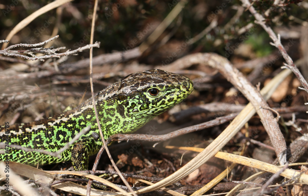 A rare male Sand Lizard, Lacerta Agilis, hunting in the undergrowth for food. A rare male Sand Lizard, Lacerta Agilis, hunting in the undergrowth for food.