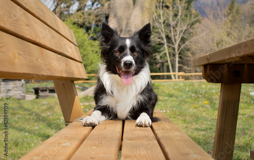 A wonderful border collie puppy relaxes lying on a wooden bench in the woods