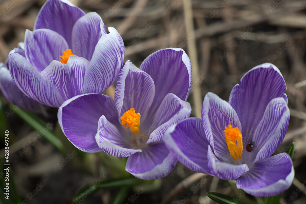 Fototapeta premium three spring crocus flowers