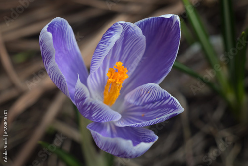 purple crocus flower