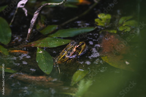 wildlife photography of common frog in a pond full of flora