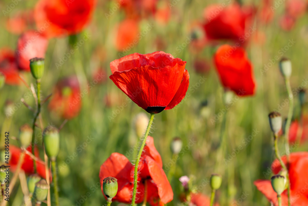 Naklejka premium Wild red poppy flowers
