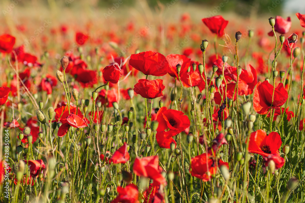Obraz premium Wild red poppy flowers