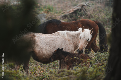 wildlife photography, of wild horses mare with her newborn foal photo