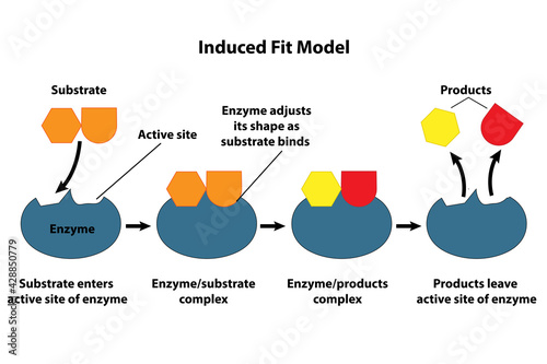 Catalysts and enzymes induced fit model. Substrate reactants enter active site of enzyme. Chemical reaction creates products.