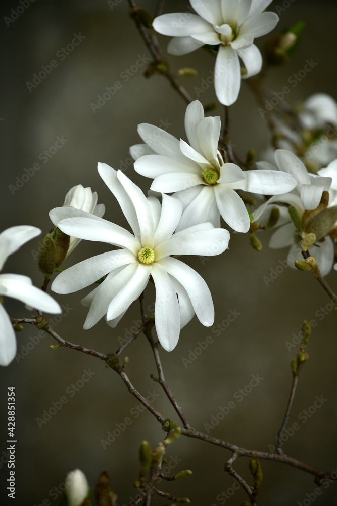 Fototapeta premium Weiße Magnolie auf grau-grünem Hintergrund