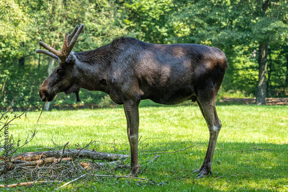 European Moose, Alces alces, also known as the elk European Moose, Alces alces, also known as the elk
