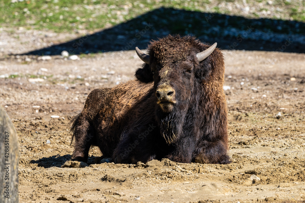 Fototapeta premium American buffalo known as bison, Bos bison in the zoo