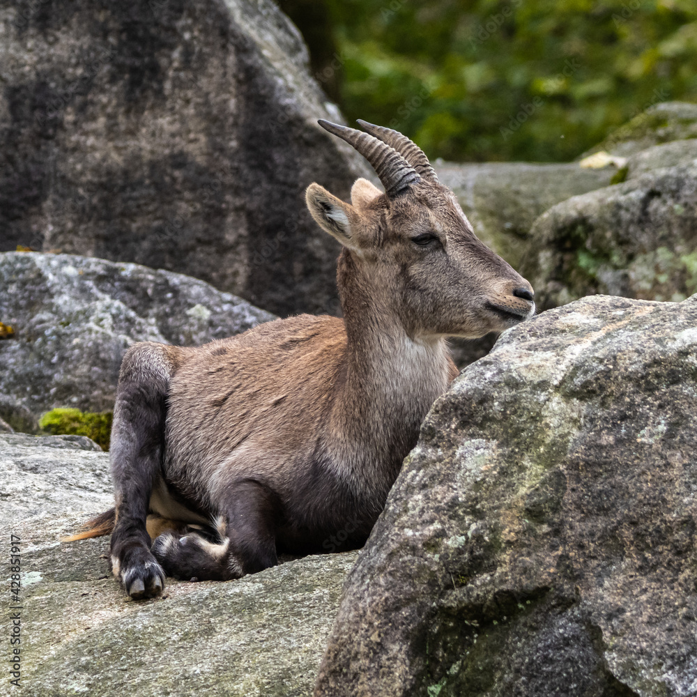 Male mountain ibex or capra ibex on a rock