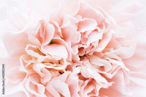 Pink carnation close-up. Macro photo. Photo for poster, interior design