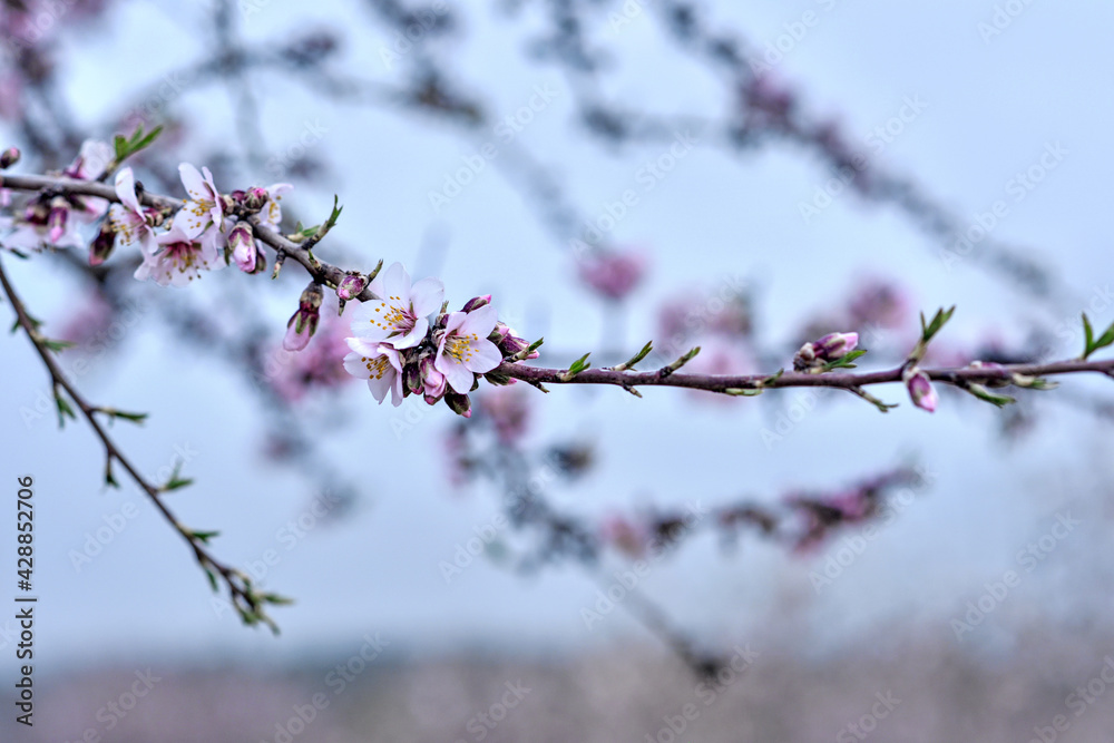 Alcublas, Valencia, Spain: 03.06.2021; The branch almond flowers Alcublas, Valencia, Spain: 03.06.2021; The branch almond flowers