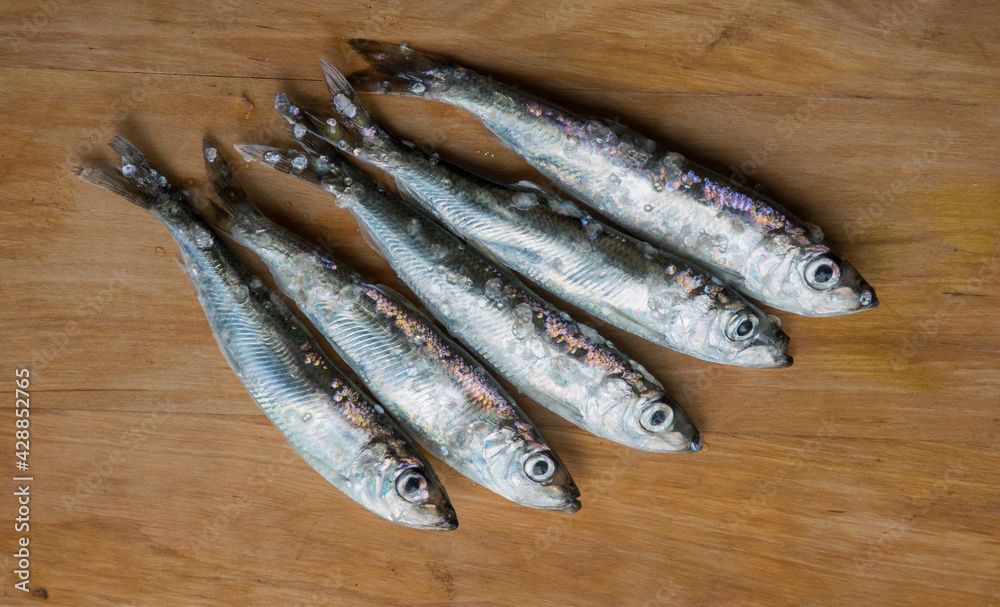Detail shot of the fresh daily catch of Baltic Herring on the plate. It is the national fish of Estonia due to biggest economic importance on Baltic Sea