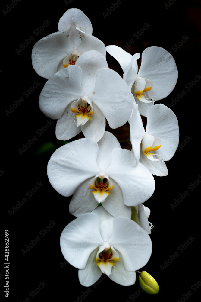 Obraz premium white orchid on black background