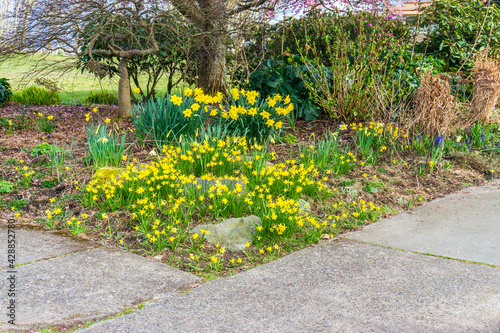 Daffodil Garden Scene 3 © George Cole