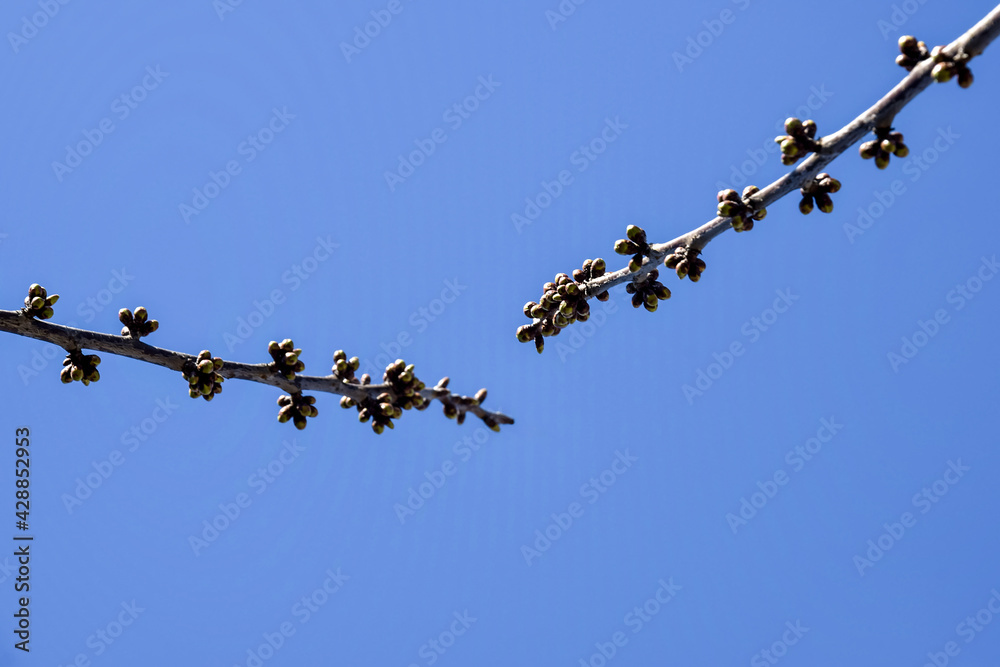 Two branches of cherry tree with swollen buds rushing towards each other against blue sky. Fruit trees in orchard in early spring. Beginning of juice movement on plants in garden. Two branches of cherry tree with swollen buds rushing towards each other against blue sky. Fruit trees in orchard in early spring. Beginning of juice movement on plants in garden.