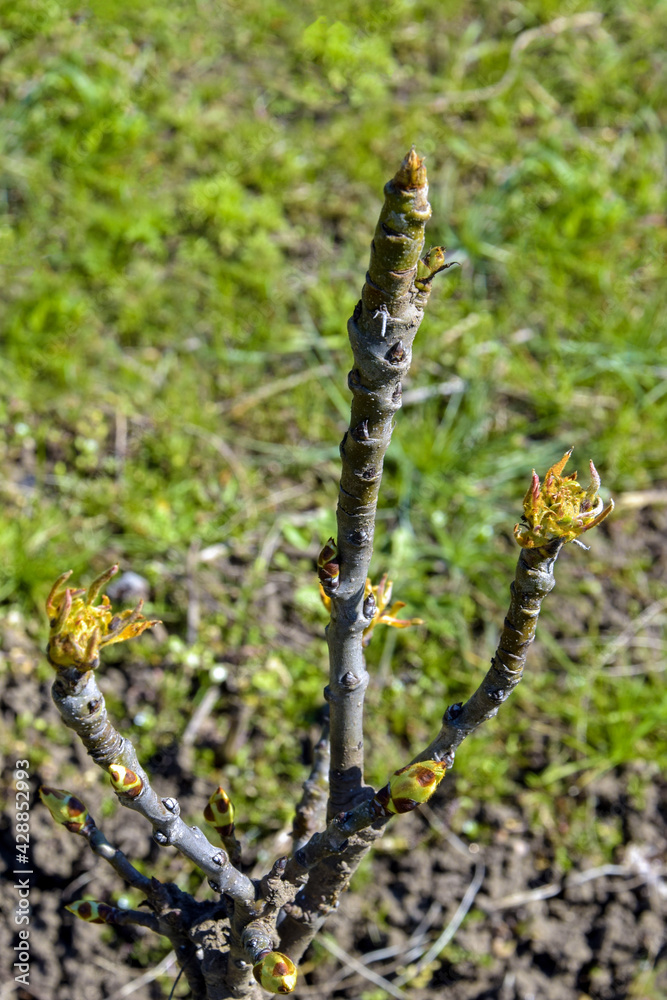 Small pear-shaped columnar tree is budding. Spring, preparation for flowering. Top view on blurry background of green grass and earth. Selective focus.
