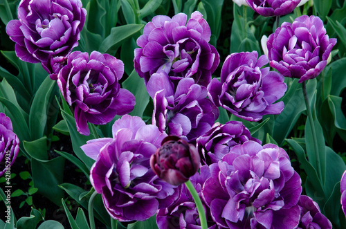 Bright lilac tulip bud on a flower bed