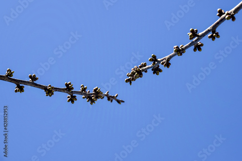 Two branches of cherry tree with swollen buds rushing towards each other against blue sky. Fruit trees in orchard in early spring. Beginning of juice movement on plants in garden.