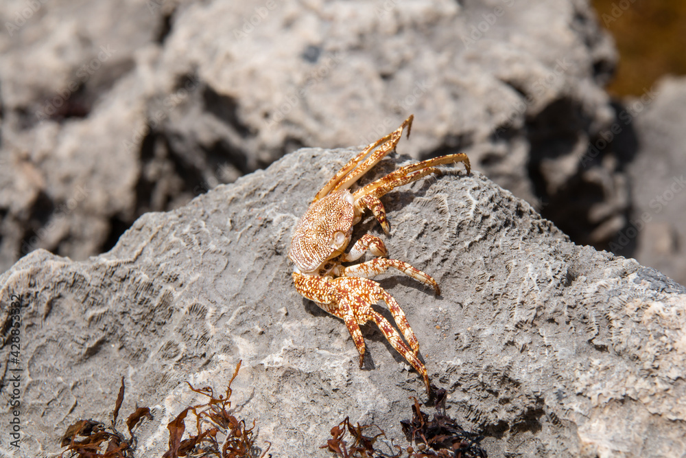 A dry, dead sally lightfoot crab, or grapsus grapsus crab, sits on a gray rock on Bathsheba beach in Barbados. Carapace is white and orange, speckled, eyes dried out. Hollow shell, soft-focus bokeh. A dry, dead sally lightfoot crab, or grapsus grapsus crab, sits on a gray rock on Bathsheba beach in Barbados. Carapace is white and orange, speckled, eyes dried out. Hollow shell, soft-focus bokeh.