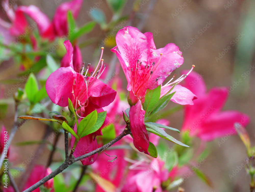 Obraz premium Rhododendron schlippenbachii, the royal azalea, is a species of Rhododendron, flowering shrubs, pink azalea flowers.