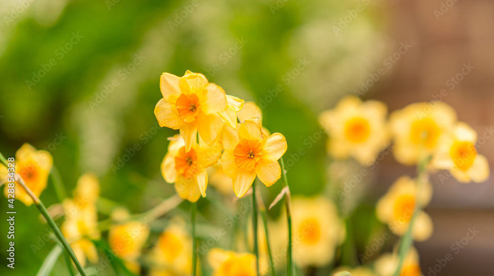 Image of Yellow Daffodils with a Green Colored Background. Image of Yellow Daffodils with a Green Colored Background.