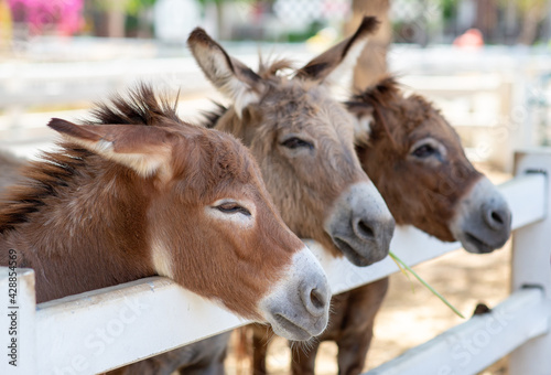 Three Horse or donkey in the farm. Head of Couple brown Horse or donkey in the stall. Horse or donkey lover and third party.